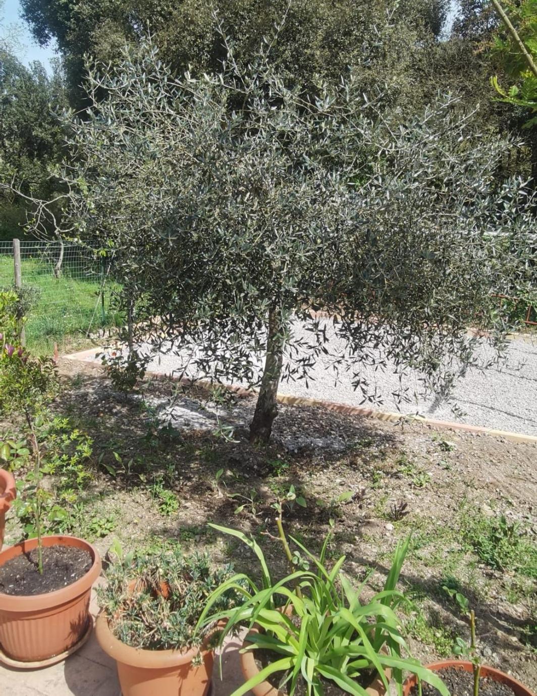 Hotel Edelweiss Laino Borgo エクステリア 写真